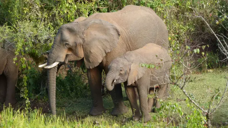 Gajah Afrika gunakan tanaman obat untuk mengobati diri sendiri, ungkap riset terbaru