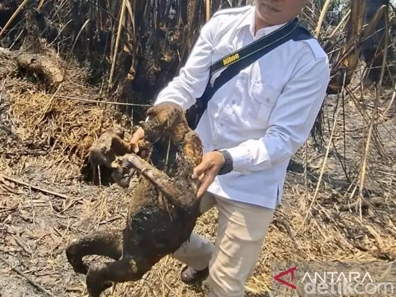 12 Bekantan di Kalsel Mati Terbakar Akibat Karhutla