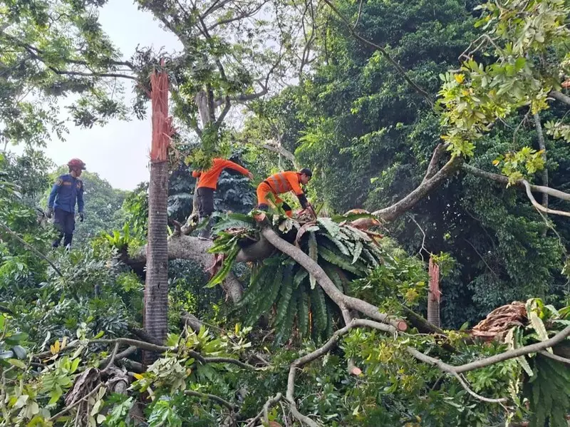 6 Pohon Tumbang Timpa 4 Orang dan 2 Motor di Baranangsiang Bogor
