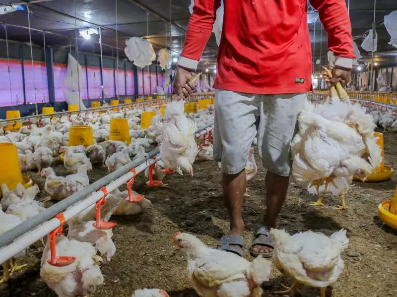 Ayam di Pasar Rp 40.000/Kg, Harga di Kandang Cuma Segini