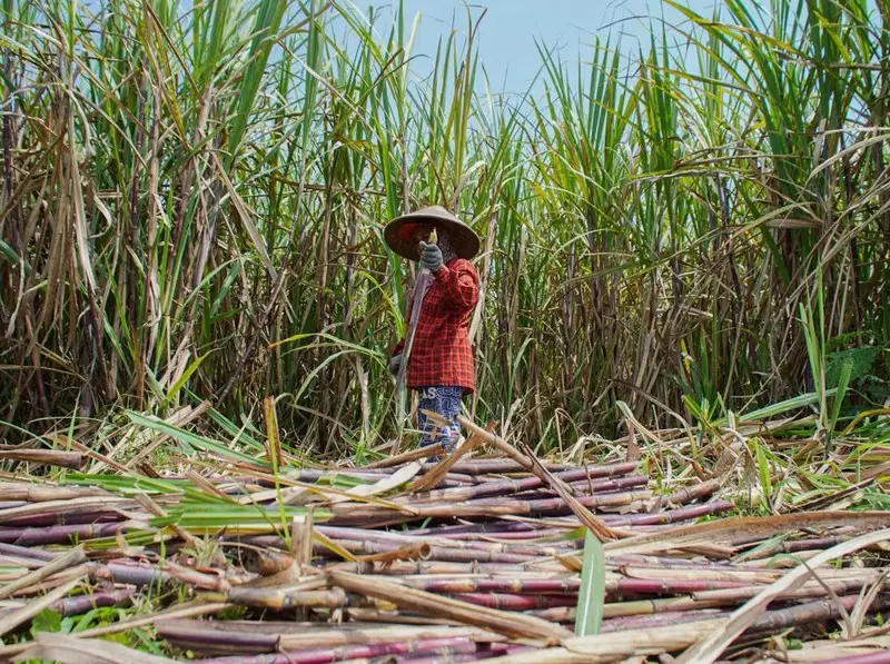BBM E20 Mau Diproduksi, Lahan Tebu 2 Juta Ha di Jawa-Papua Disiapkan