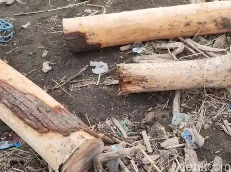 Bikin Petani Masuk Bui Gegara Ambil 2 Kayu Jati, Perhutani Kaji Opsi Damai