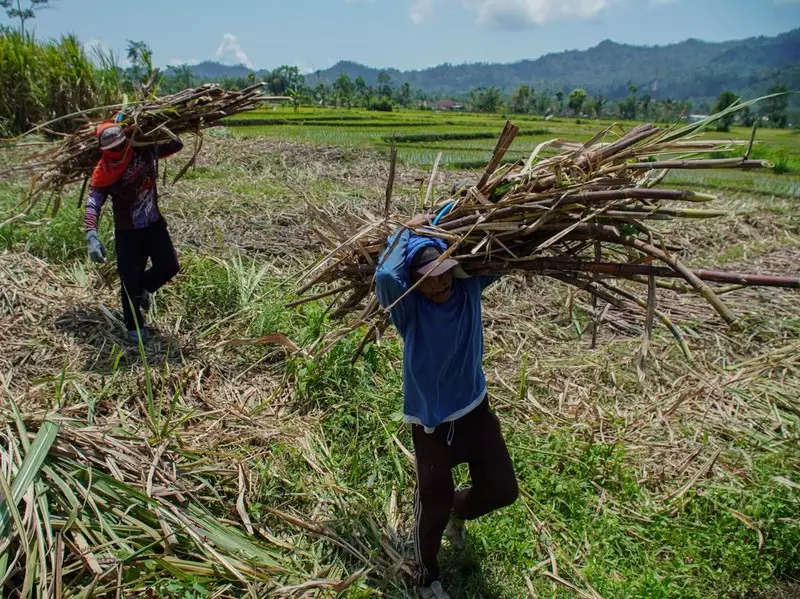 Garap Etanol, Pemerintah Mau Buka Lahan Tebu, Singkong, Jagung 2 Juta Ha