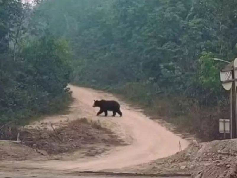 Geger Beruang Keluar dari Hutan di Musi Rawas Utara Sumsel