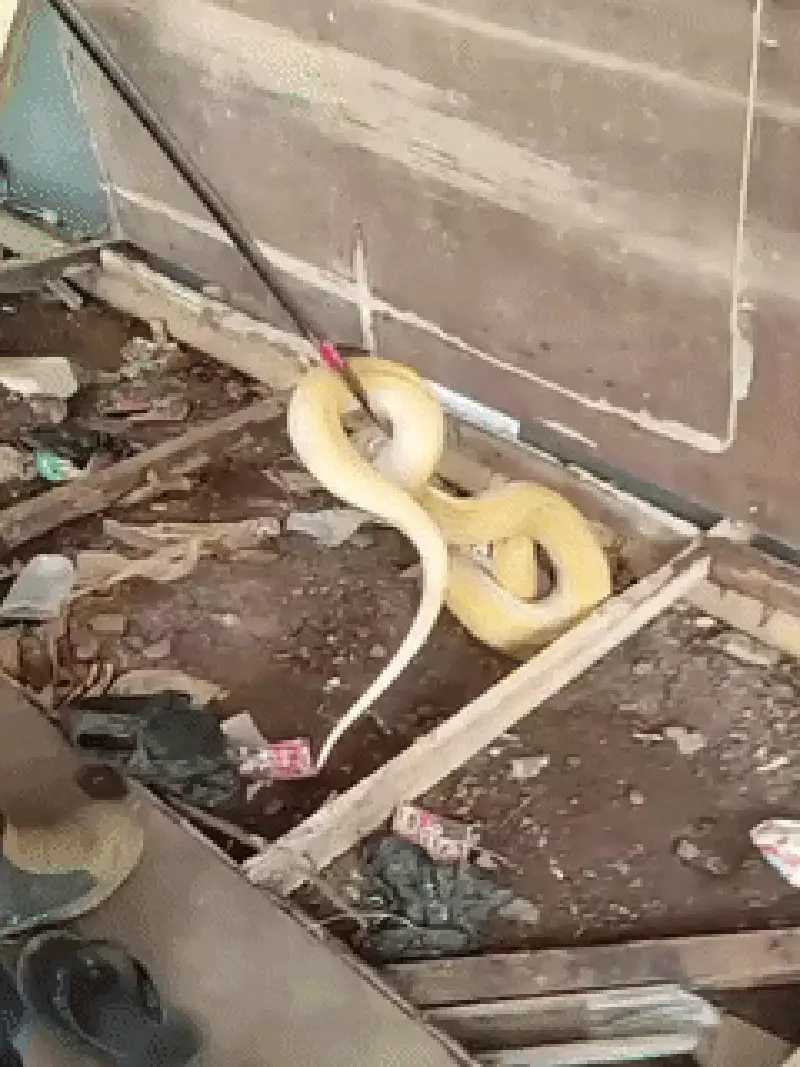 Heboh Sanca Albino 3 Meter Tiba-tiba Muncul di Rumah Warga Depok