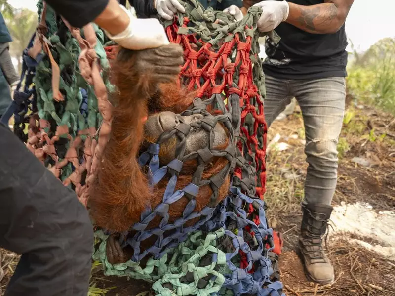 Induk dan Anak Orangutan Dievakuasi dari Kepungan Sawit di Ketapang
