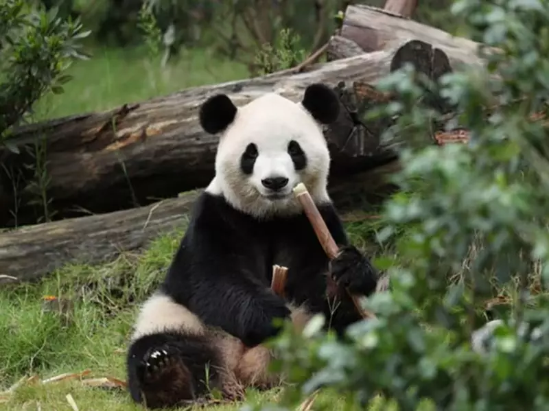 Kado XI Jinping untuk Trump: 2 Panda Raksasa