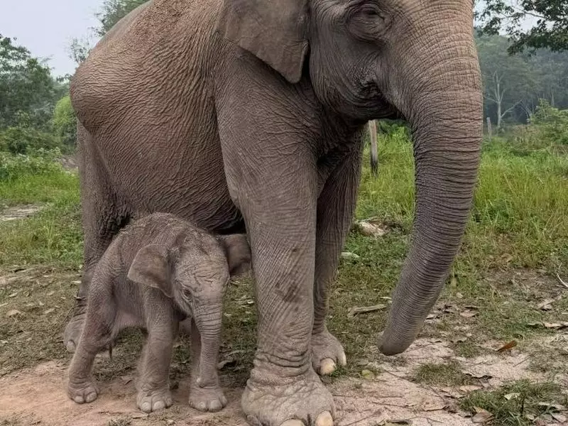 Kapolda Riau Sambut Gembira Bayi Gajah di TNTN: Harapan Baru bagi Ekosistem