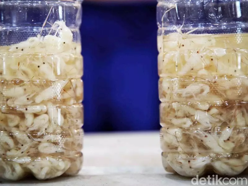 Kasus Penyelundupan 150 Ribu Benih Bening Lobster di Banten Segera Disidang