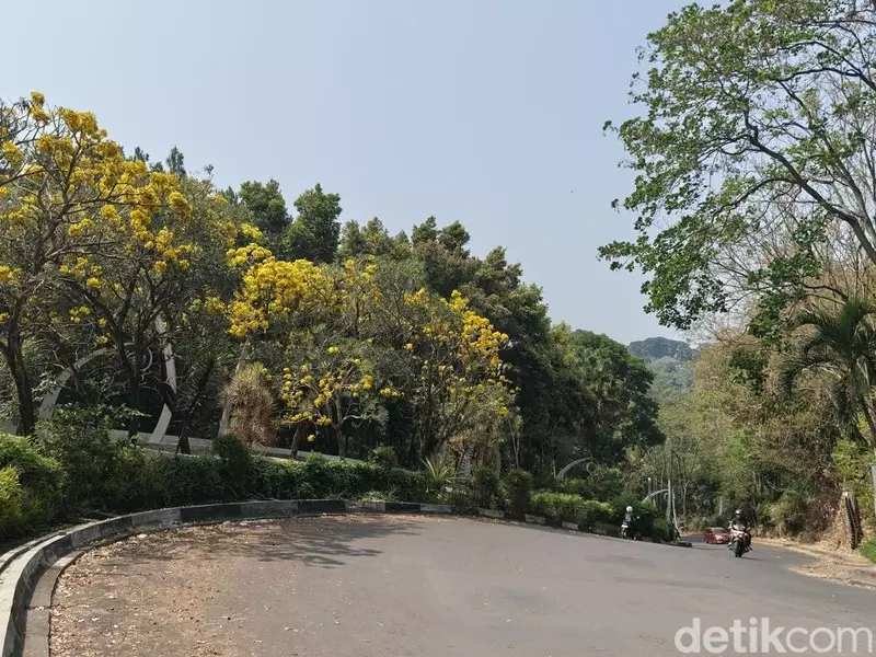Kawasan Dago Atas Cantik Merona Dihiasi Mekarnya Bunga Tabebuya