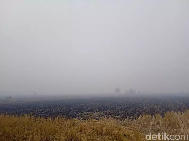 Komisi IV DPR Dukung Badan Pengelola Gambut, Dorong Sinkronisasi Anggaran