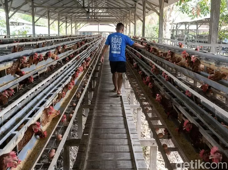 Lahan 22 Hektare di Bone Jadi Lokasi Proyek Hilirisasi Ayam