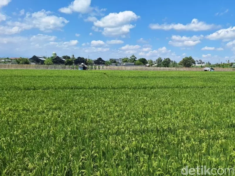Mau Dibawa Ke Mana Tanah Absentee di Era Reforma Agraria Baru?