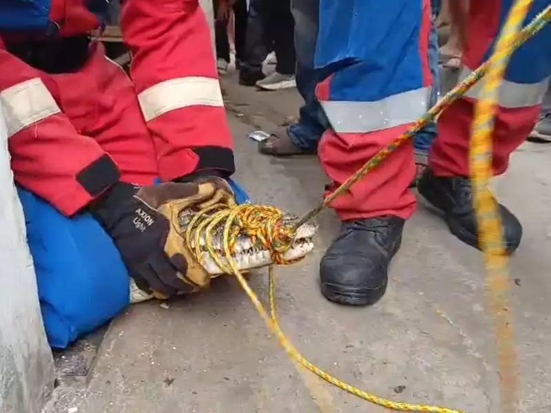 Momen Warga Lampung Nangis hingga Pingsan saat Buaya Peliharaan Dievakuasi