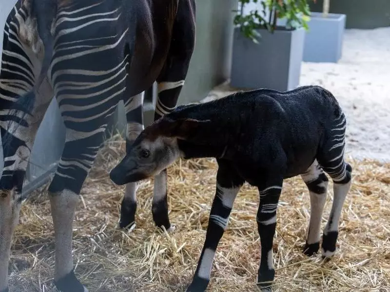Okapi Pertama di Asia Tenggara Lahir di Singapura, Warganet Diajak Beri Nama