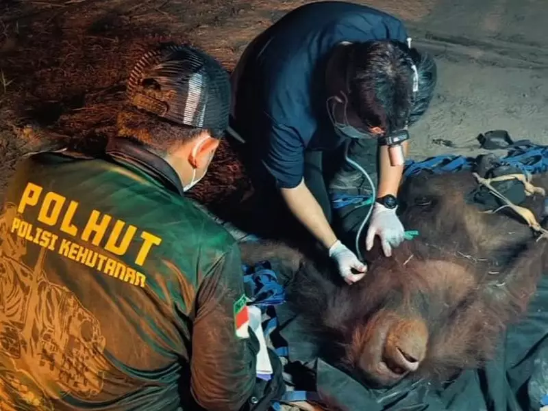 Orang Utan Terjebak di Pohon Saat Karhutla Kalteng, Kaki dan Tangan Luka