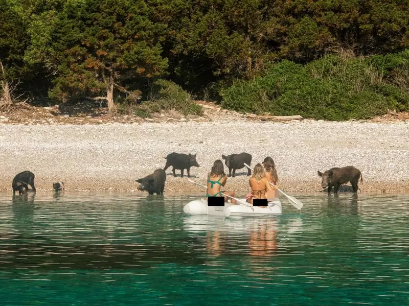 Paket Wisata Unik: Berenang di Pantai... sama Babi Hutan