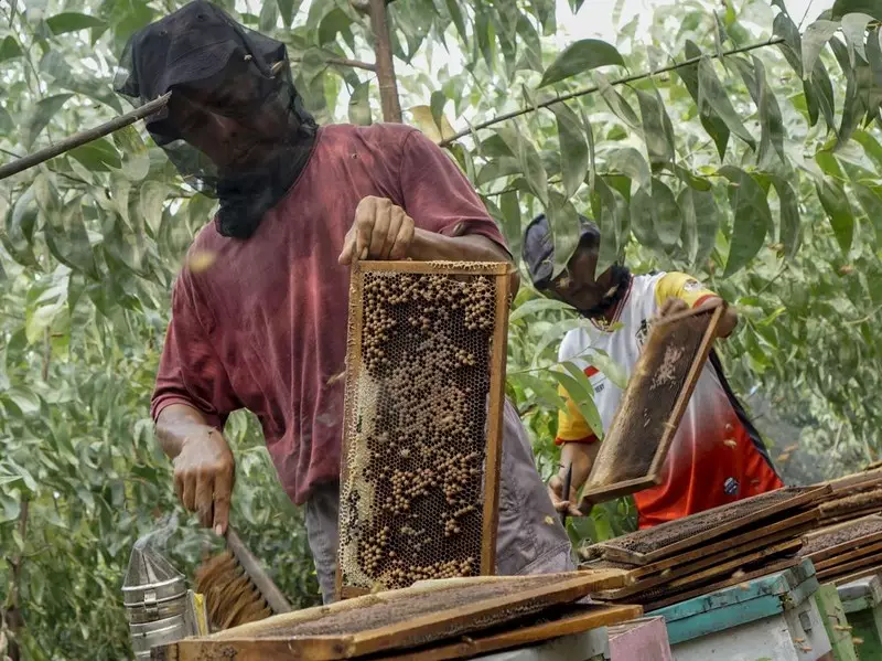Panen Madu Apis Mellifera, Sekali Panen Capai 300 Kg