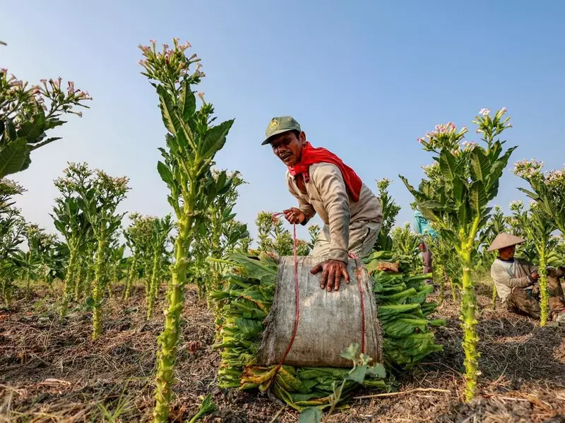 Panen Tembakau Nganjuk, Jawa Timur Jadi Sentra Produksi Tertinggi Nasional