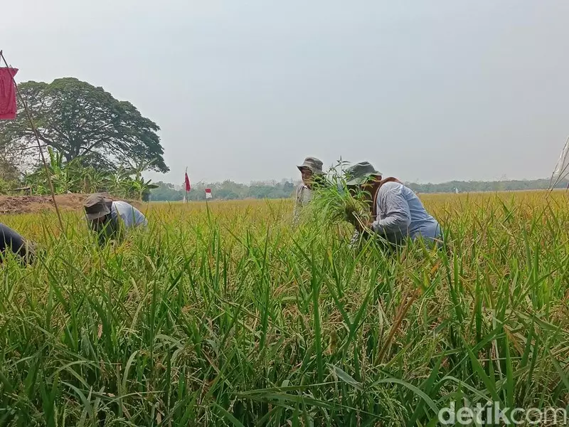 Pertamina Genjot Hasil Panen Petani di Indramayu