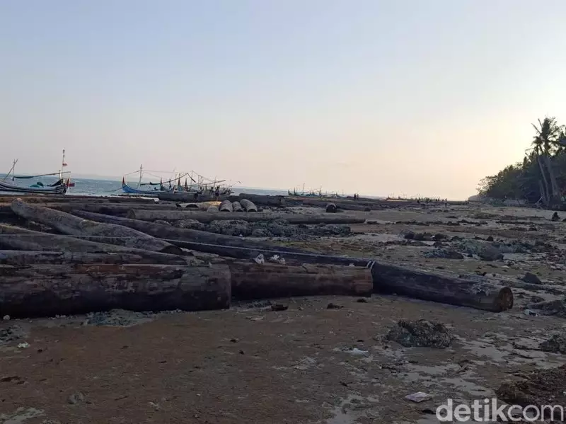 Ratusan Gelondongan Kayu Terdampar di Pantai Sumenep