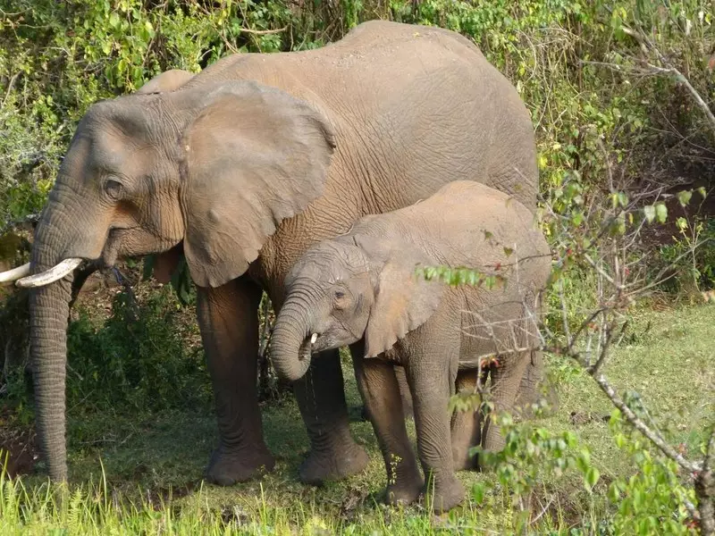 Riset Terbaru Ungkap Gajah Afrika Pakai Tanaman Obat untuk Obati Diri Sendiri