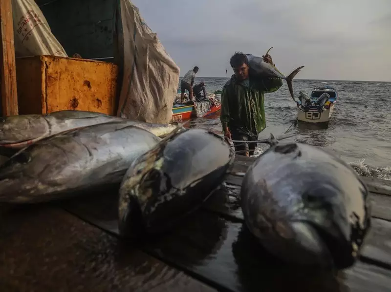 Tuna Sirip Kuning Tangkapan Nelayan Ternate Dikirim ke Jepang dan Amerika