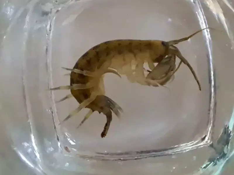 Udang Setan Serbu Perairan Inggris, Spesies Asli Terancam