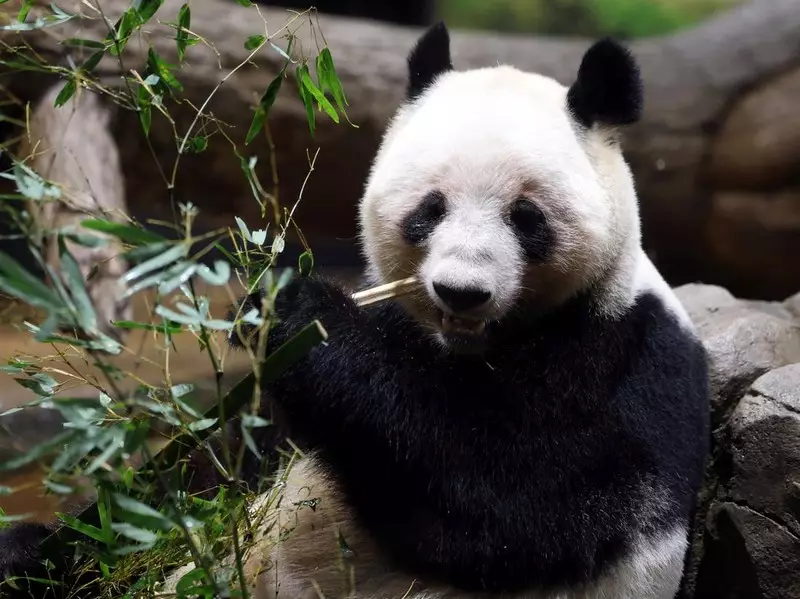 Usai Lawatan Xi Jinping, China Kirim 2 Panda Ping Ping-Fu Shuang ke AS