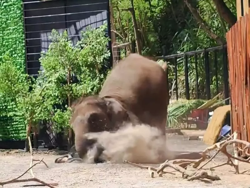 Viral Pawang Ketiban Gajah Presentasi di Lembang Park Zoo, Begini Kejadiannya