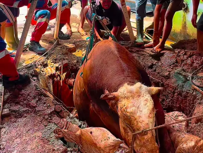 Waduh! Sapi 800 Kg Terperosok ke Septic Tank di Jaktim