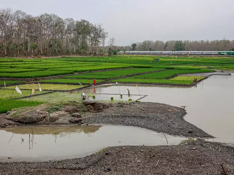 Waduk Saradan Menyusut, Petani Manfaatkan Lahan untuk Tanam Padi