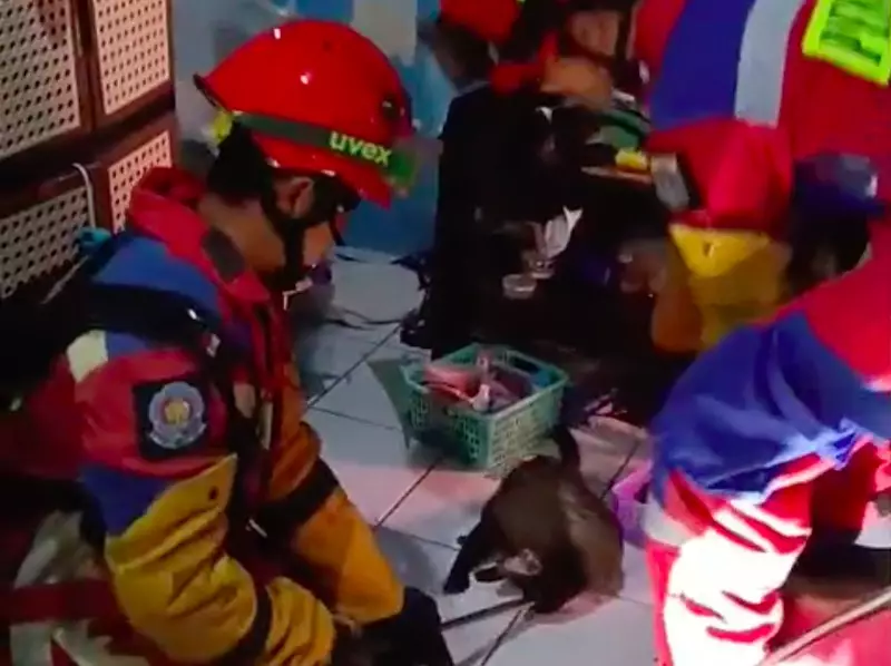 Warga Jakut Dibikin Penasaran Suara Berisik di Plafon, Ternyata Musang Jatuh