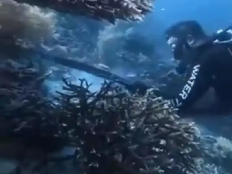 WN China yang Buru dan Santap Penyu di Raja Ampat Pelatih Diving
