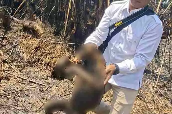 12 Bekantan dan 2 Ular Ditemukan Mati Terpanggang Imbas Karhutla di Kalsel