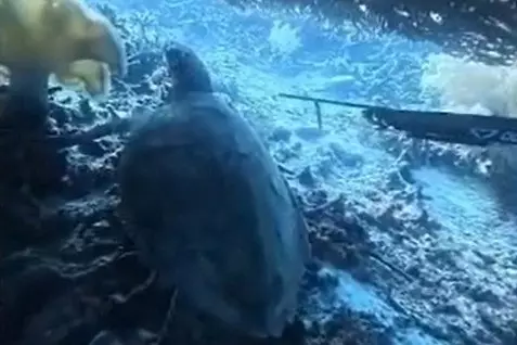 Animal Defenders Kecam WN China Tombak-Masak Penyu di Raja Ampat: Bisa Dipidana