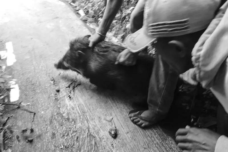 Babi Hutan Masuk Puskesmas Campaka di Cianjur, Pengunjung Panik Berhamburan