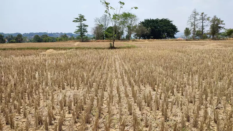 BMKG: Bantul Sudah 4 Bulan Tanpa Hujan