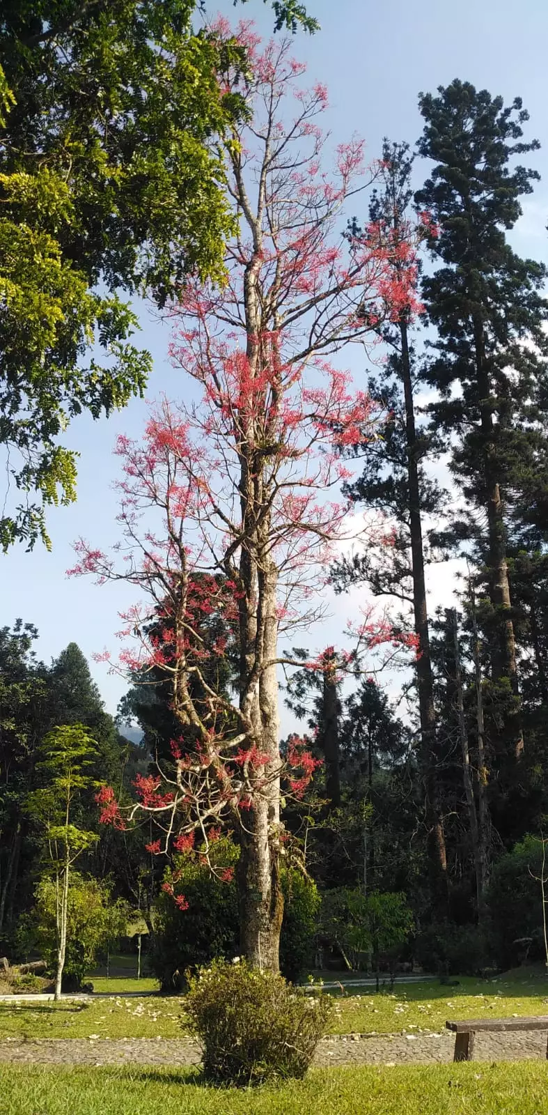 Brachychiton Acerifolius: Pesona Pohon Api Australia di Kebun Raya Cibodas