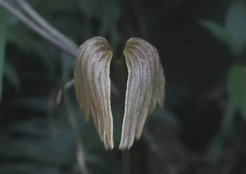 Dipteris Conjugata di Gunung Sibayak: Si Daun Kipas Penanda Hutan Masih Asri