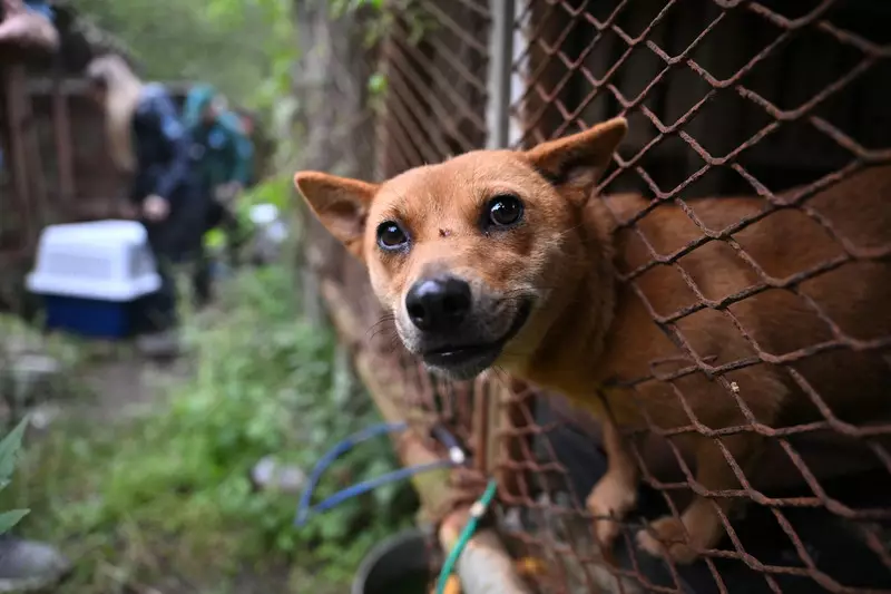 Foto: 40 Ekor Anjing untuk Dikonsumsi Berhasil Diselamatkan di Korea Selatan
