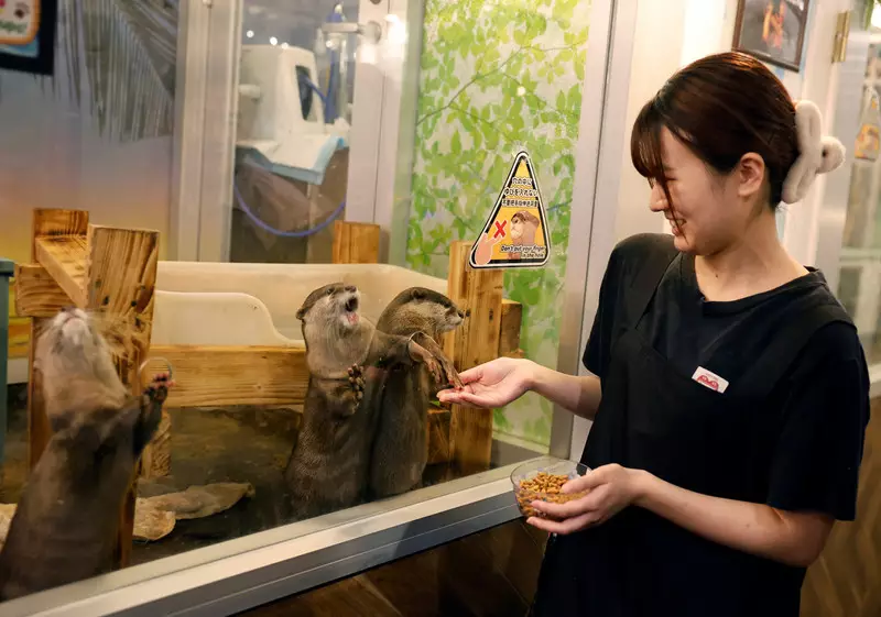 Foto: Aktivitas Survei Nasional Kesejahteraan Hewan dalam Kafe di Jepang