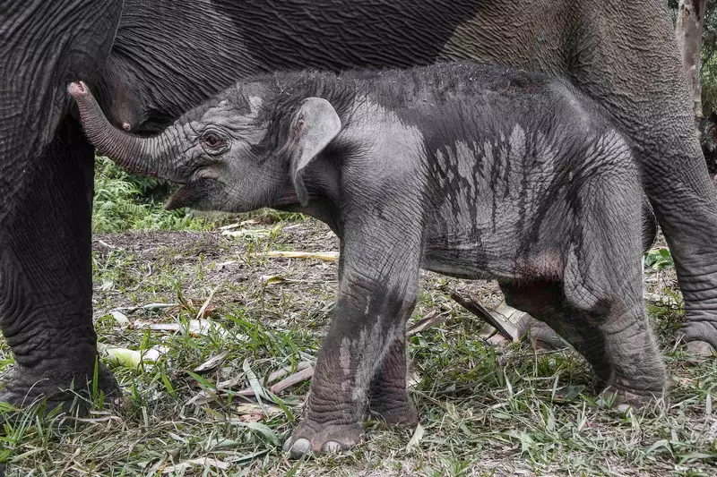 Foto: Anak Gajah Sumatera Kembali Lahir di Taman Nasional Tesso Nilo