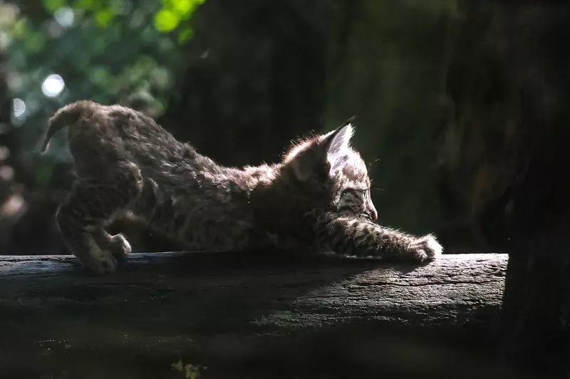 Foto: Anak Kucing Hutan Pertama Lahir di Kebun Binatang Meksiko