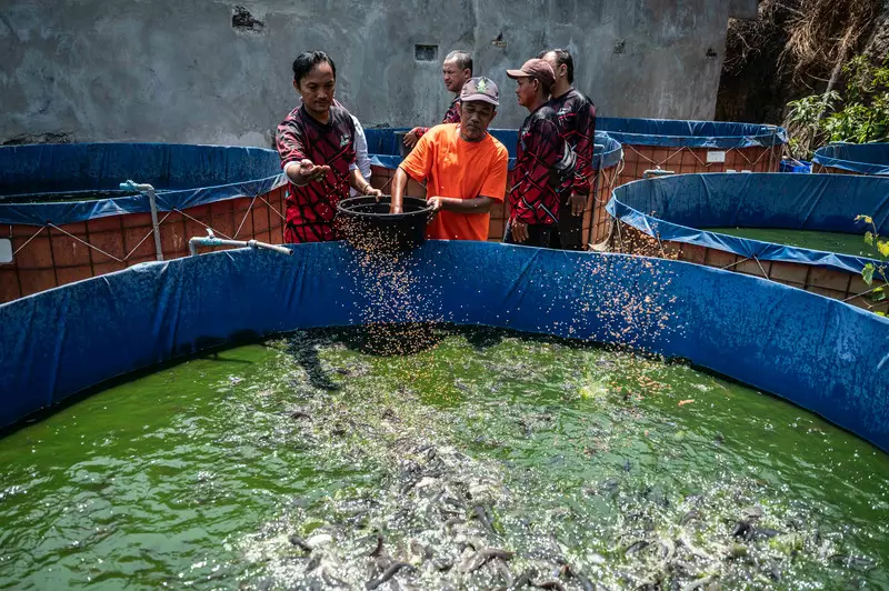 Foto: Budidaya Ribuan Ikan Lele Demi Cegah Stunting
