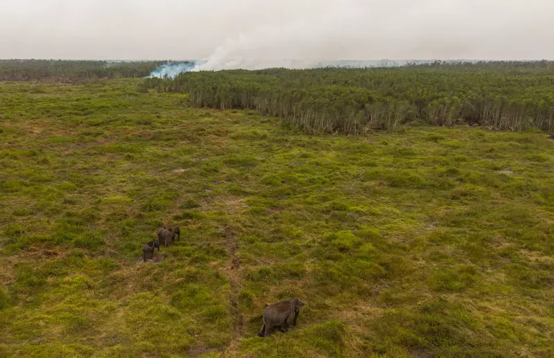 Foto: Gajah Tetap Mencari Makan saat Pemadaman Karhutla Padang Sugihan Diperkuat