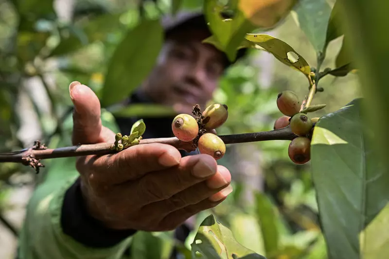 Foto: Kelompok Tani Sangga Buana Budidaya Kopi di Hutan Kota Pesanggrahan
