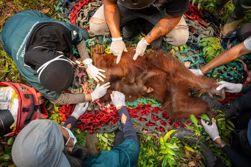 Foto: Pelukan Erat Induk-Anak Orang Utan saat Dievakuasi