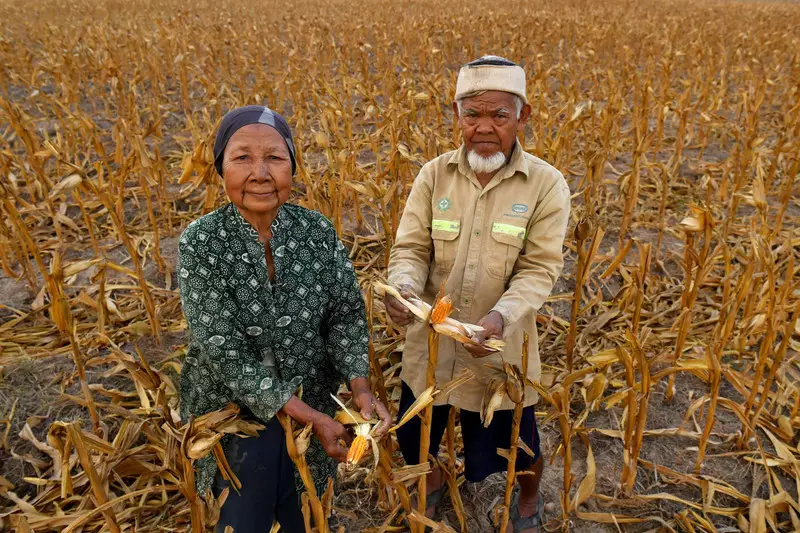 Foto: Petani Timun di Kalimantan Timur Terancam Gagal Panen Imbas Kekeringan
