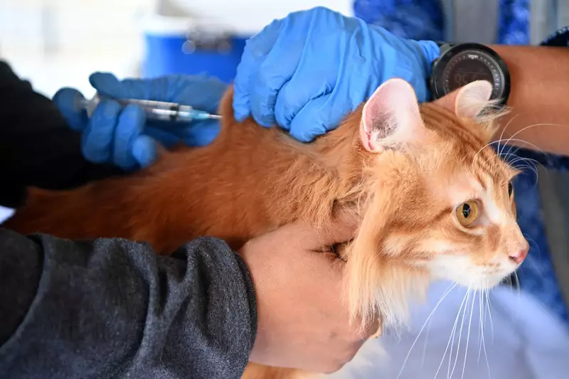 Foto: Vaksin Rabies Buat Para 'Anabul'
